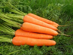 万旺生态农业科技股份公司 引领现代生态农业全产业链发展