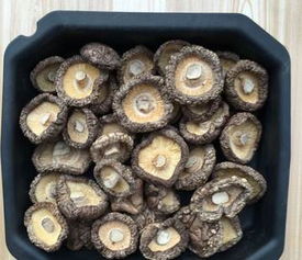 探秘湖北房县 野生食用香菇的干货之选与批发优势